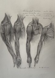 レオナルドダヴィンチの手の解剖手稿デッサン
