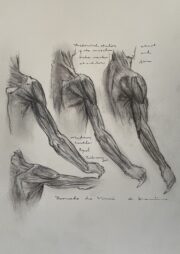 レオナルドダヴィンチの手の解剖手稿デッサン